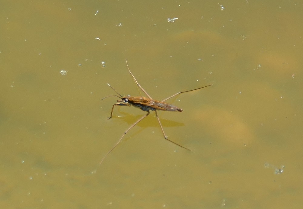 Gemeiner Wasserlaeufer