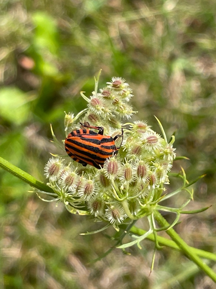 Streifenwanze