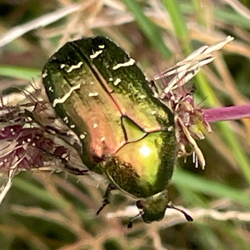 Goldglaenzender Rosenkaefer