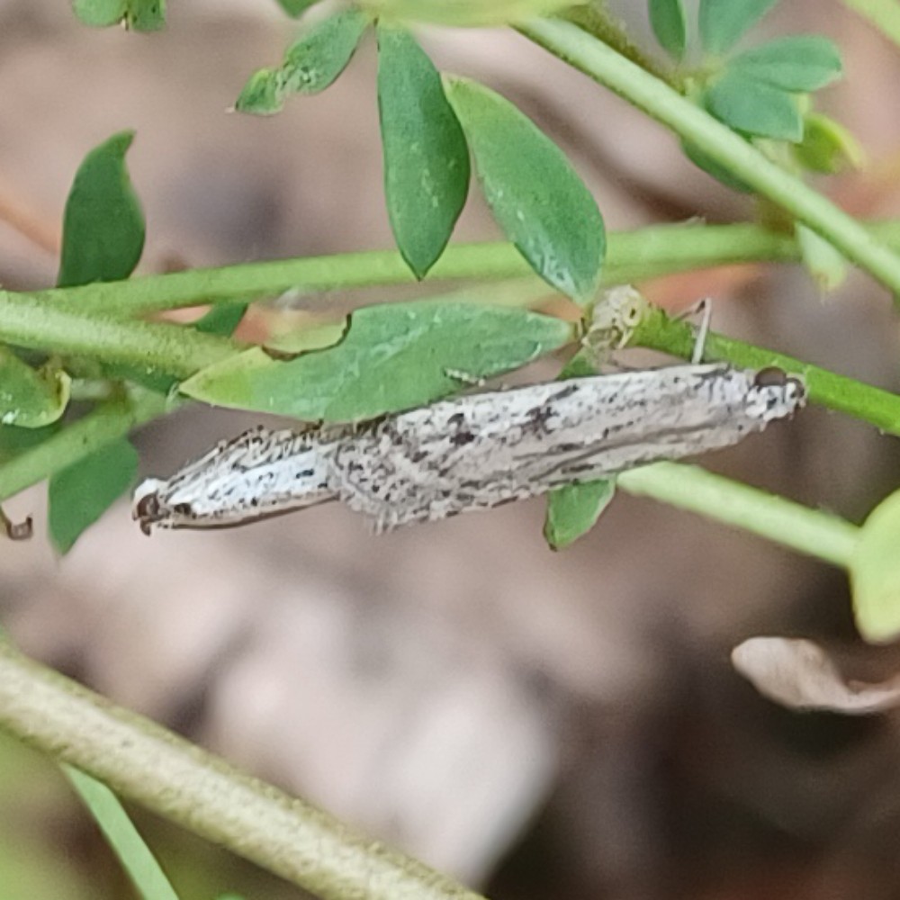 Phycitodes Spec