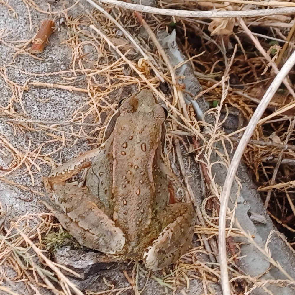 Grasfrosch