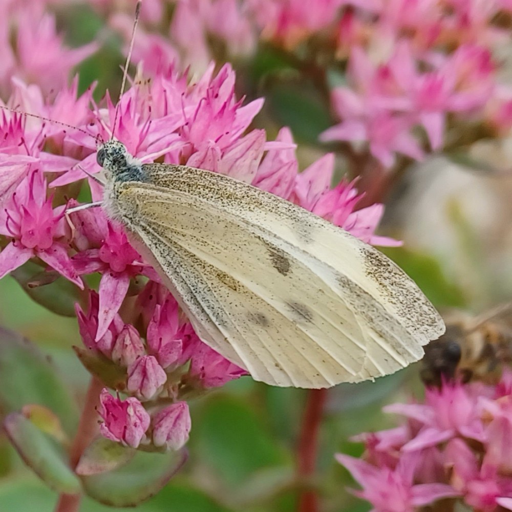 Kleiner Kohlweissling