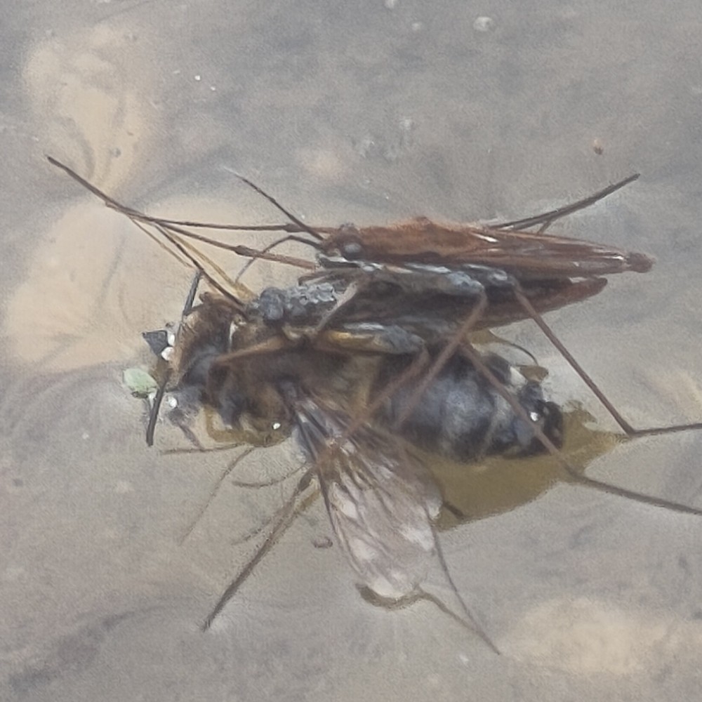 Wasserlaeufer Unbest
