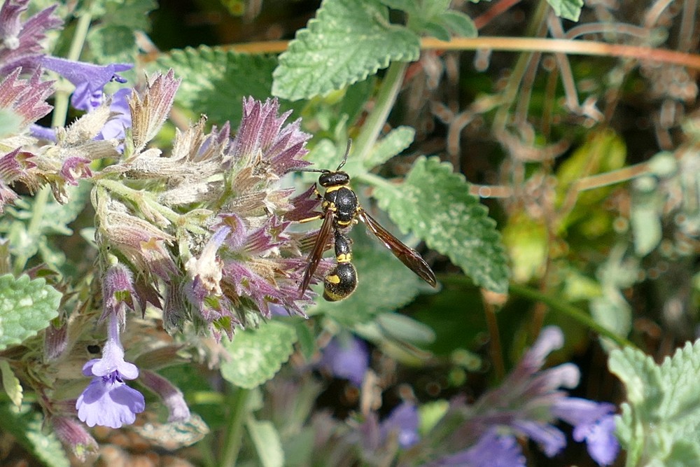 Eumenes Coronatus