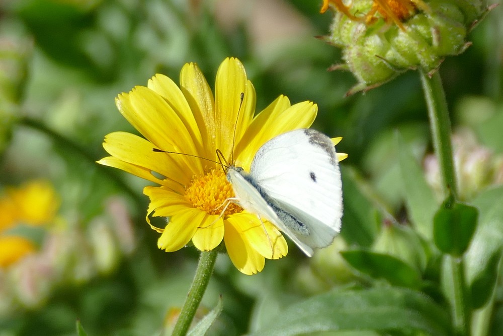 Kleiner Kohlweissling