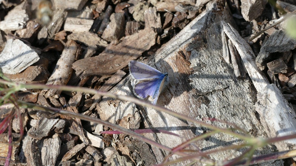 Hauhechel Blaeuling