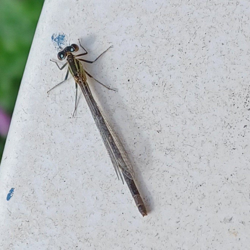 Grosse Pechlibelle