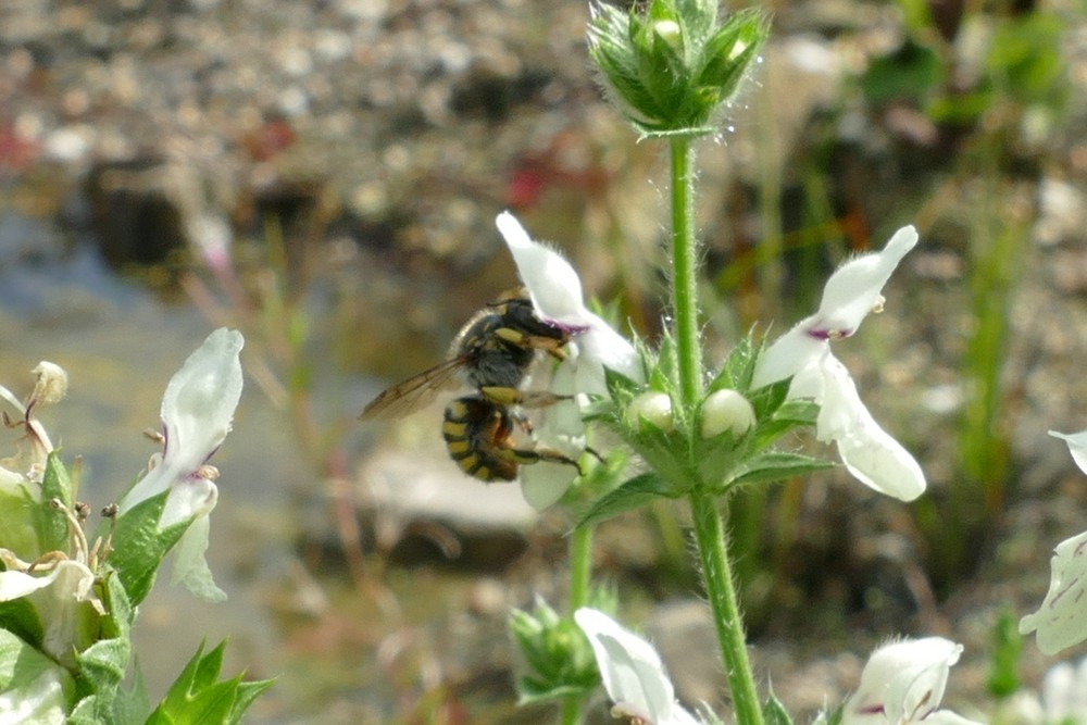 Garten Wollbiene