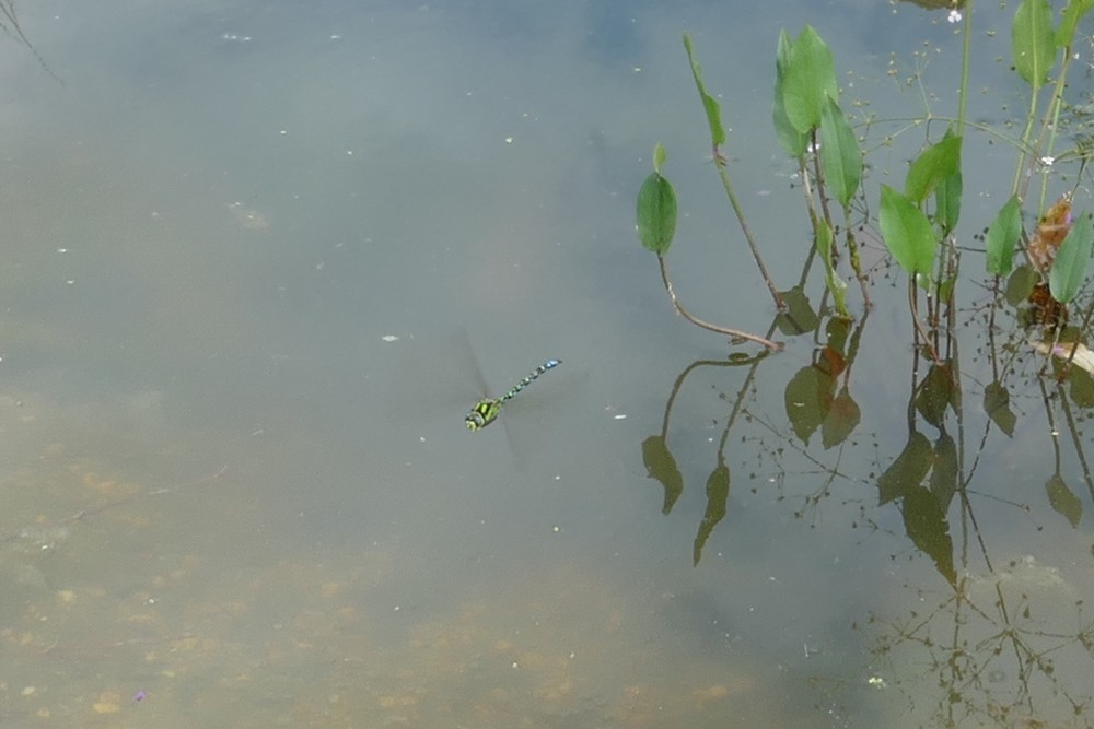 Blaugruene Mosaikjungfer