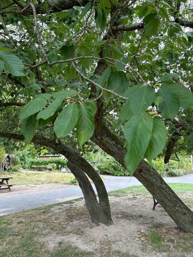 Prunus Spec