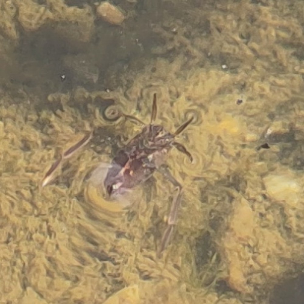 Rueckenschwimmer Unbest