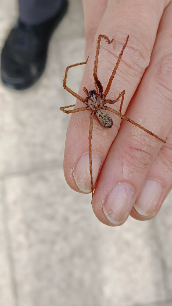 Winkelspinne Unbest
