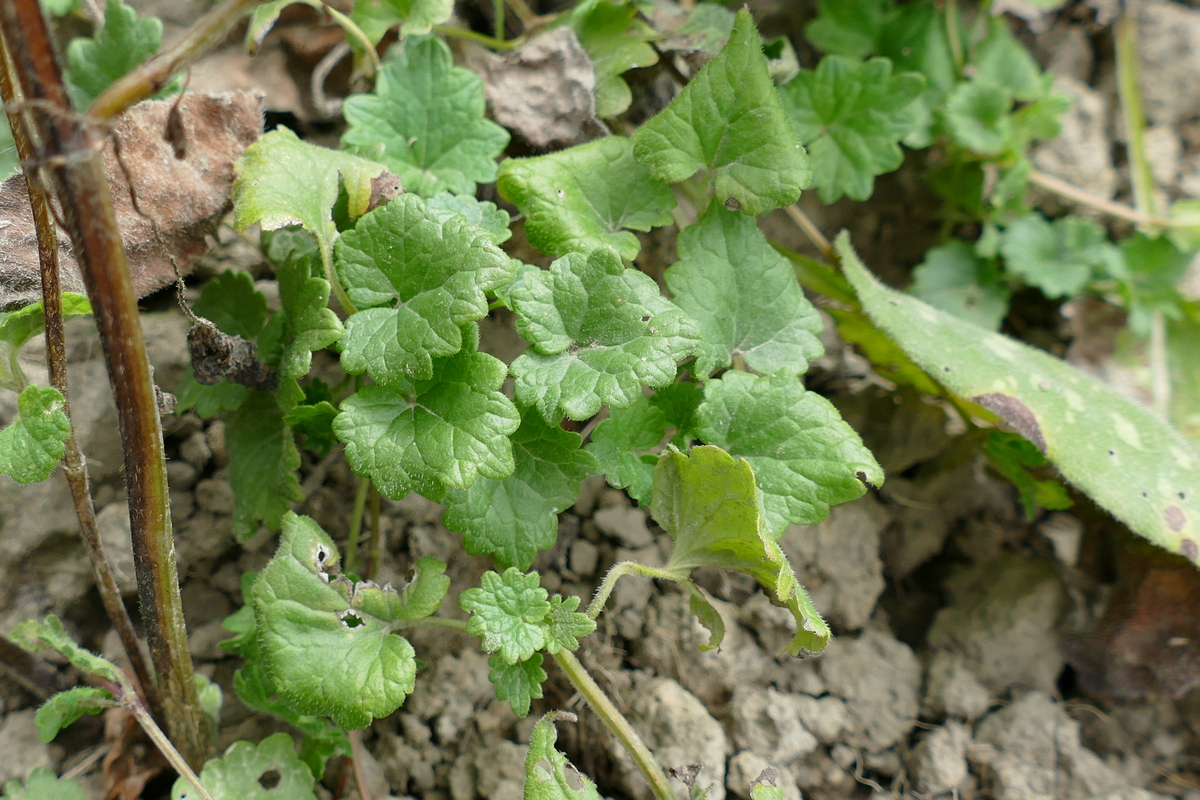 Gundermann_Glechoma hederacea ist ein niedriger Bodendecker