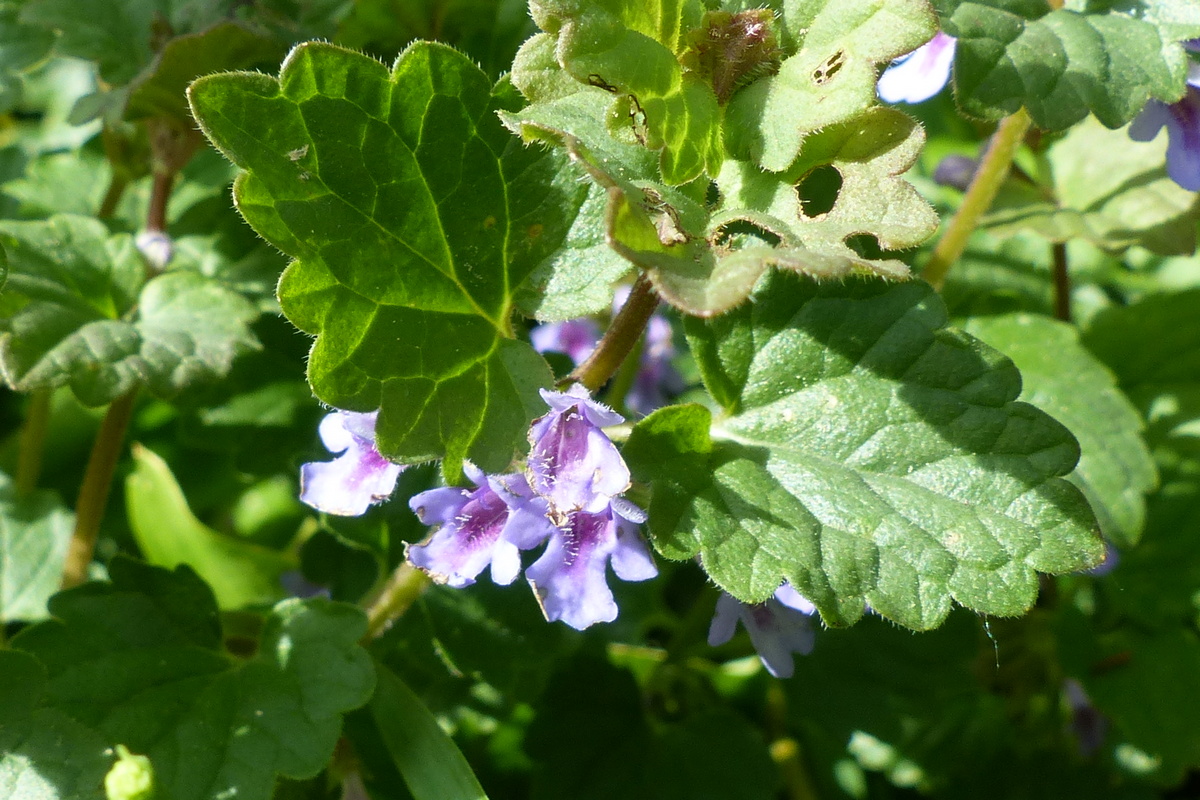 Gundermann oder Gundelrebe hat violette Lippenblüten