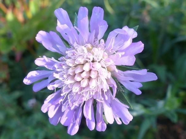 Wiesen-Witwenblume
