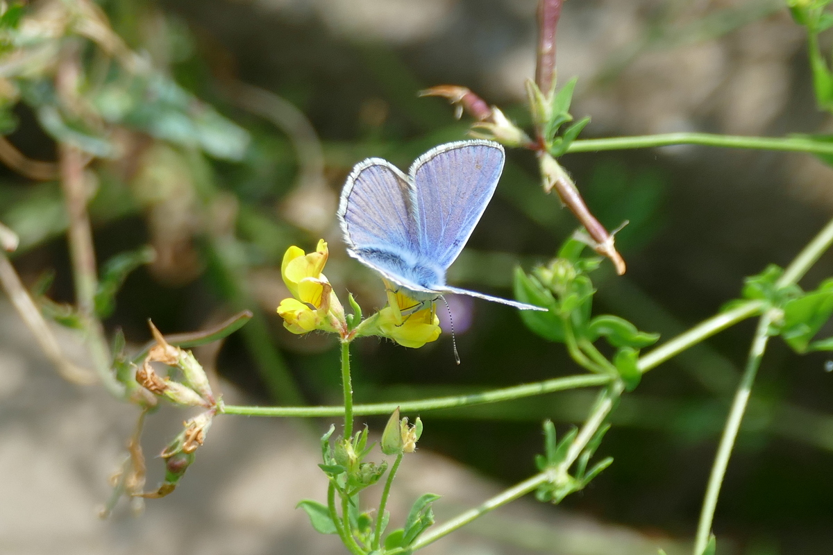 Hauhechel-Bläuling auf Hornklee