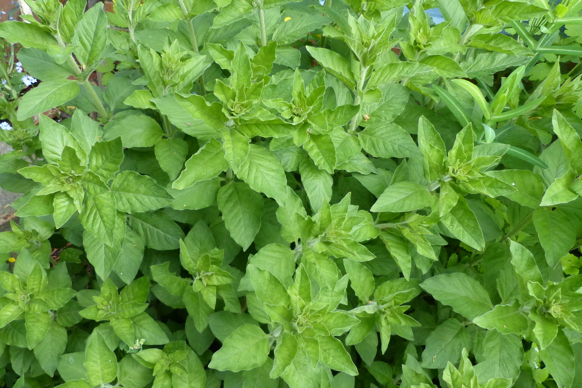 Vor der Blüte Punktierter Gilbweiderich Lysimachia punctata