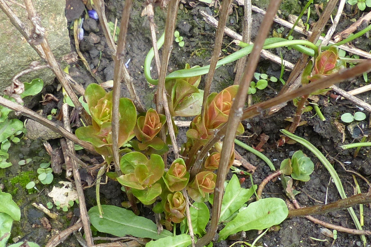 Blutweiderich frischer Austrieb Ende April