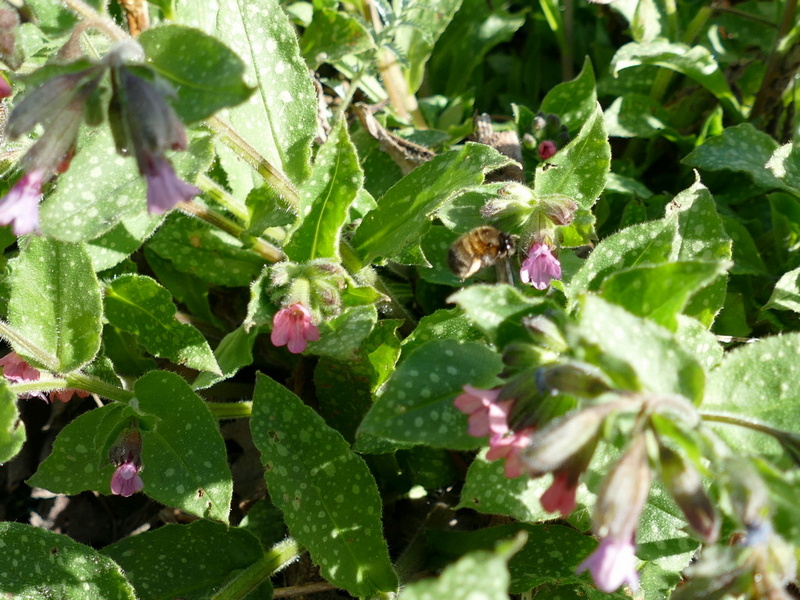 Die Frühlingspelzbiene_Anthophora plumipes ist spezialisiert auf Lungenkraut