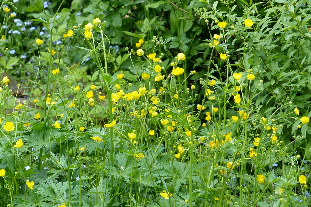 Scharfer Hahnenfuß