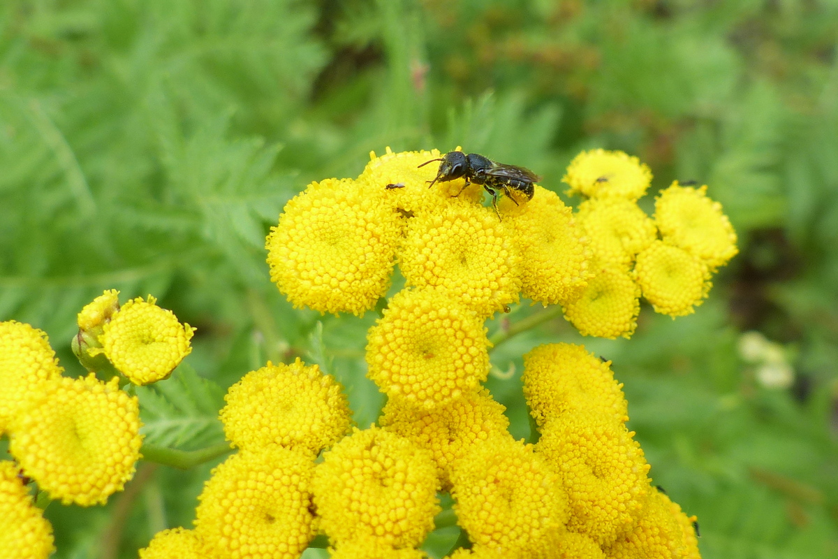 Die Löcherbienen Heriades truncorum sind spezialisert auf Korbblütler wie Rainfarn