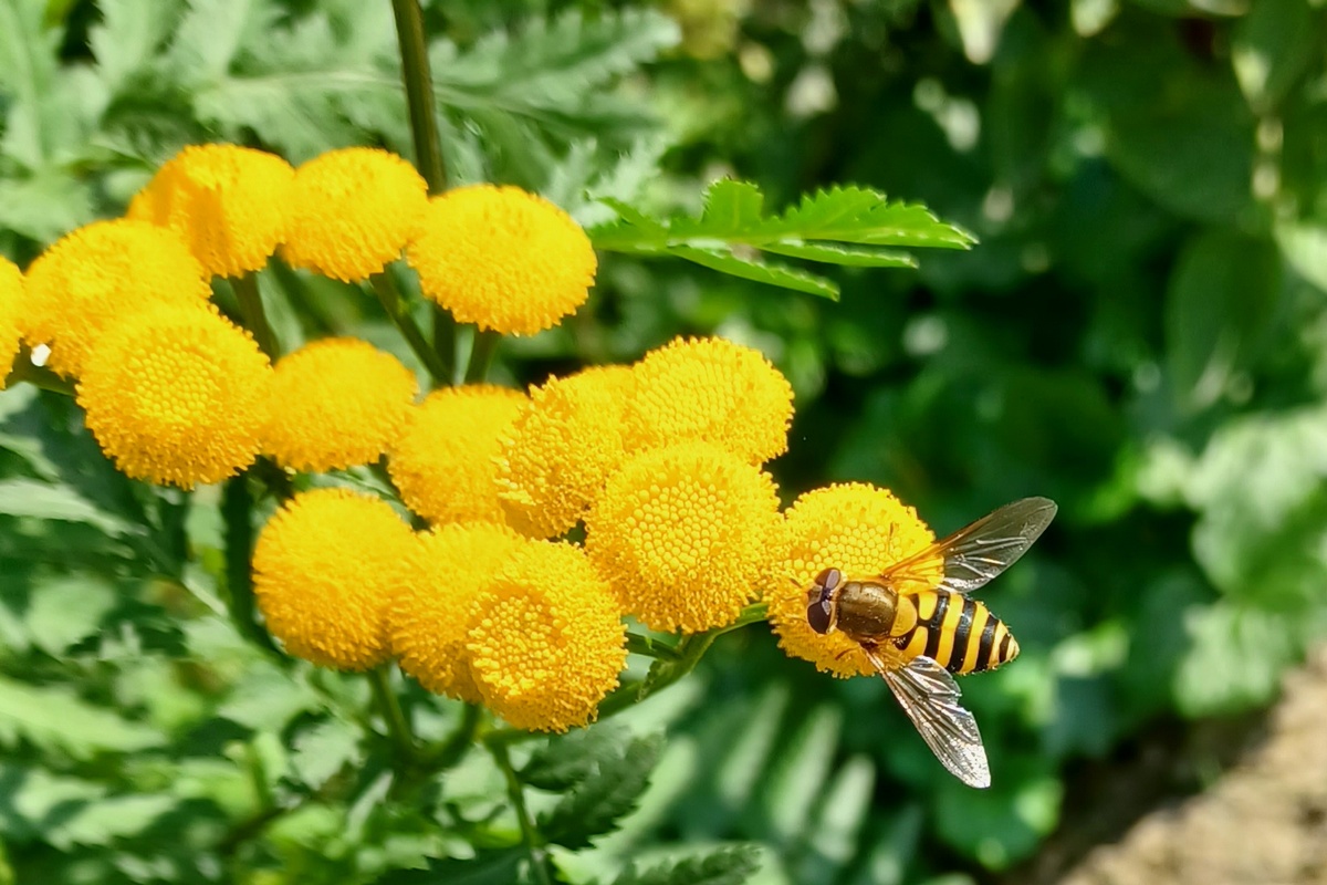 Die Garten-Schwebfliege Syrphus spec. naschen Pollen an Rainfarn